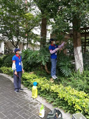 古樹蟲害防治