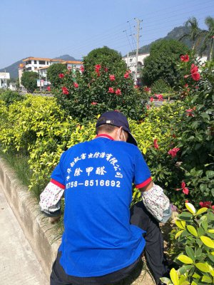 肇慶白蟻防治、端州白蟻防治、高要白蟻防治、鼎湖白蟻防治、四會白蟻防治