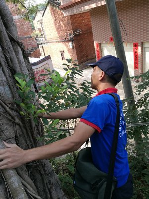 鼎湖白蟻防治公司，請認準肇華白蟻害蟲防治有限公司、鼎湖滅白蟻
