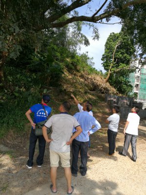 南岸白蟻公司對龍灣村古樹的維護